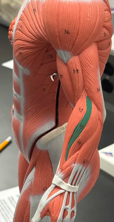 <p>extensor carpi radialis</p>