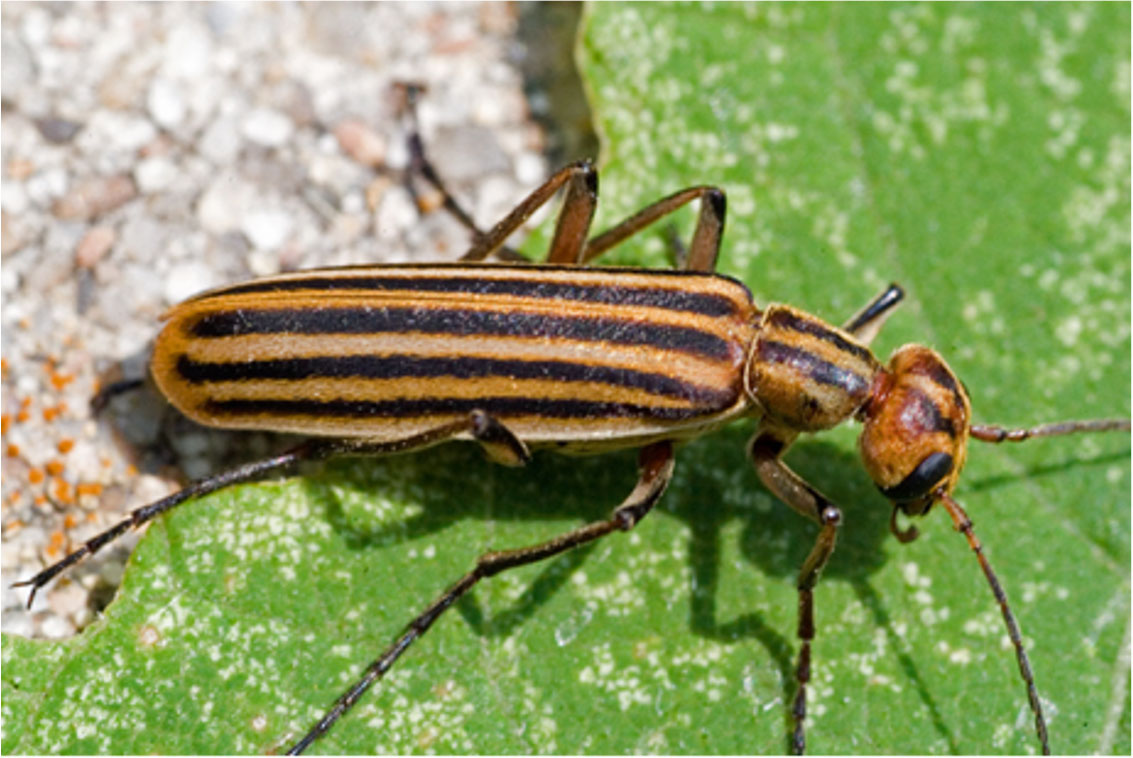 <p>Coleoptera</p><p>blister beetles</p>