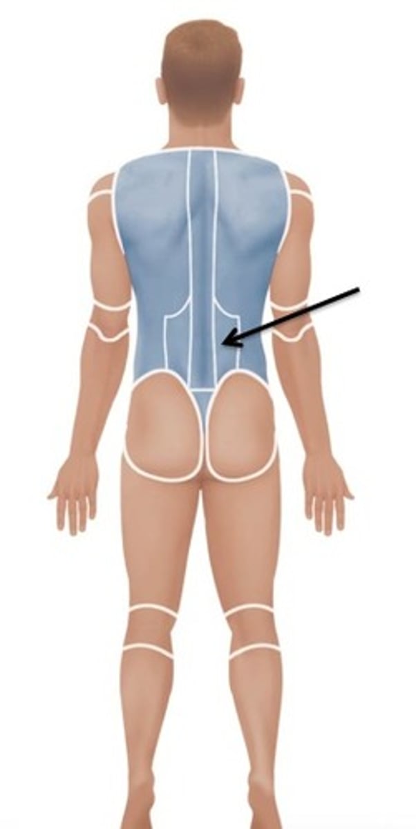 <p>Relating to the lower back.</p>