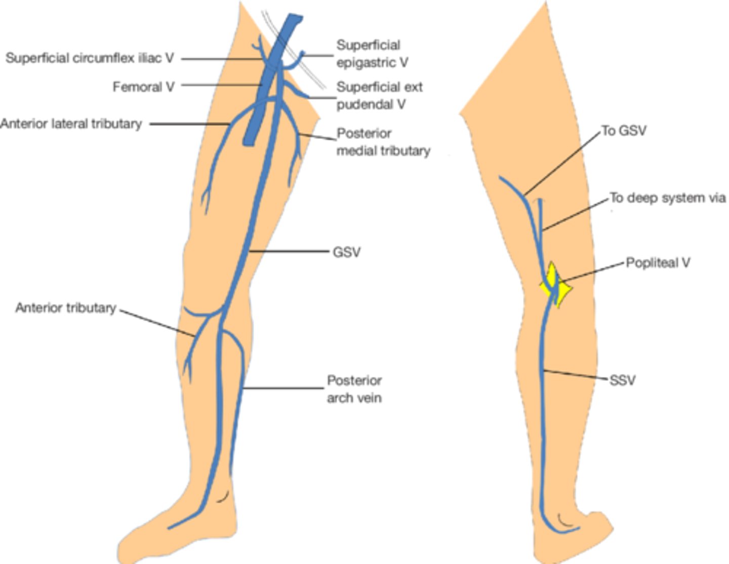 <p>Great Saphenous Vein (GSV) and Small Saphenous Vein (SSV)</p>