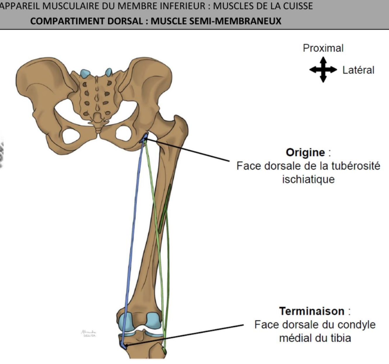 <ul><li><p>partie médiale, profond </p></li><li><p>Muscle bi-articulaire : relie os coxal au tibia </p></li><li><p>Face dorsale de tubérosité ischiatique = origine commune avec chef long biceps fémoral </p></li><li><p>Terminaison via 3 tendons </p></li></ul><p>→ tendon principal s’insère face postérieur condyle médial du tibia </p><p>→ tendon réfléchi contourne condyle tibia médialement pr se terminer a sa partie antérieur </p><p>→ tendon récurrent sur coque condylienne latérale => ligament poplité oblique </p><ul><li><p>terminaison indirecte : sur ménisque médial via ligament ménisco-membraneux </p></li></ul><p></p>