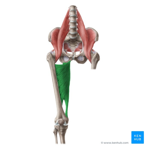 <p>Adductor Magnus</p>