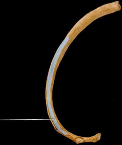 <p>where rib curves </p>