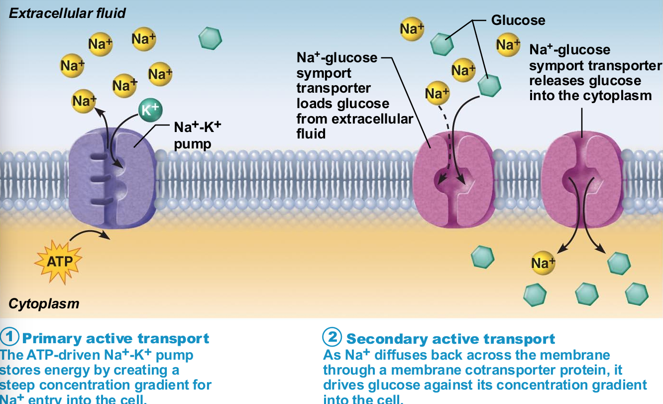 <ol><li><p>Primary active transport</p><ul><li><p>Required energy directly from ATP hydrolysis</p></li></ul></li><li><p>Secondary active transport</p><ul><li><p>Required energy indirectly from ionic gradients created by primary active transport</p></li></ul></li></ol><p></p>