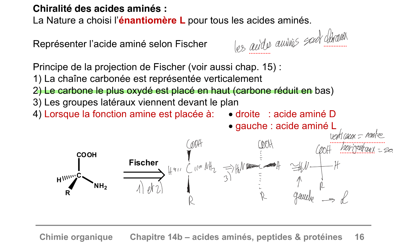 <p>Tous les acides aminés sont énatiomères L → gauche</p>
