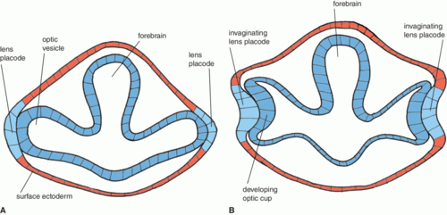 <p>&gt; they become optic vesicles</p><p>(beginning of eye)</p><p>- optic vesicles start to extend and grow</p>