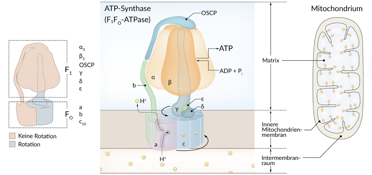 <p>D. In the inner mitochondrial membrane</p>
