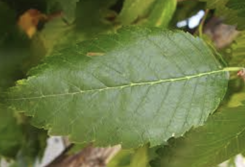 <p><span>a leaf margin with sharp teeth that point forward towards the leaf's apex, similar to the teeth of a saw</span></p>