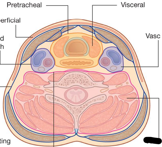 <p>What are the compartments of the Neck</p>