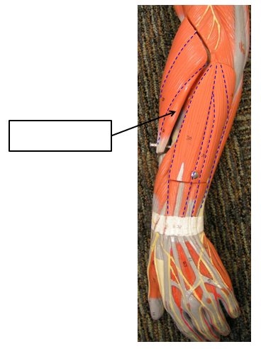 term image