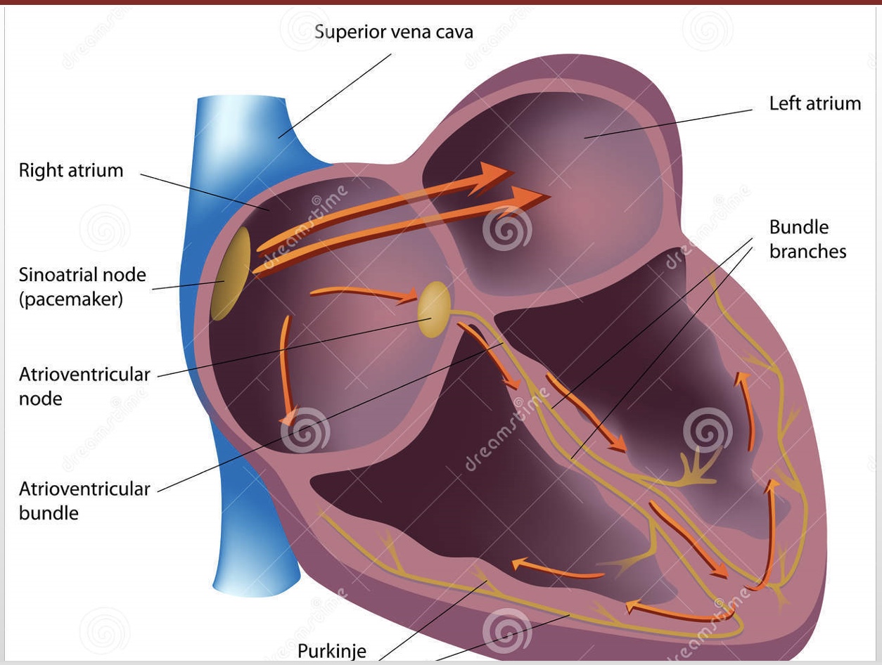 <p>-SA node</p><p>-AV node</p>