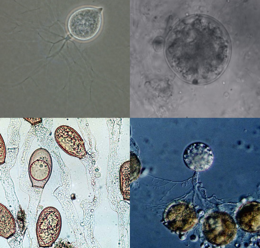 <p>Identify (Domain, Kingdom, Clade)</p>