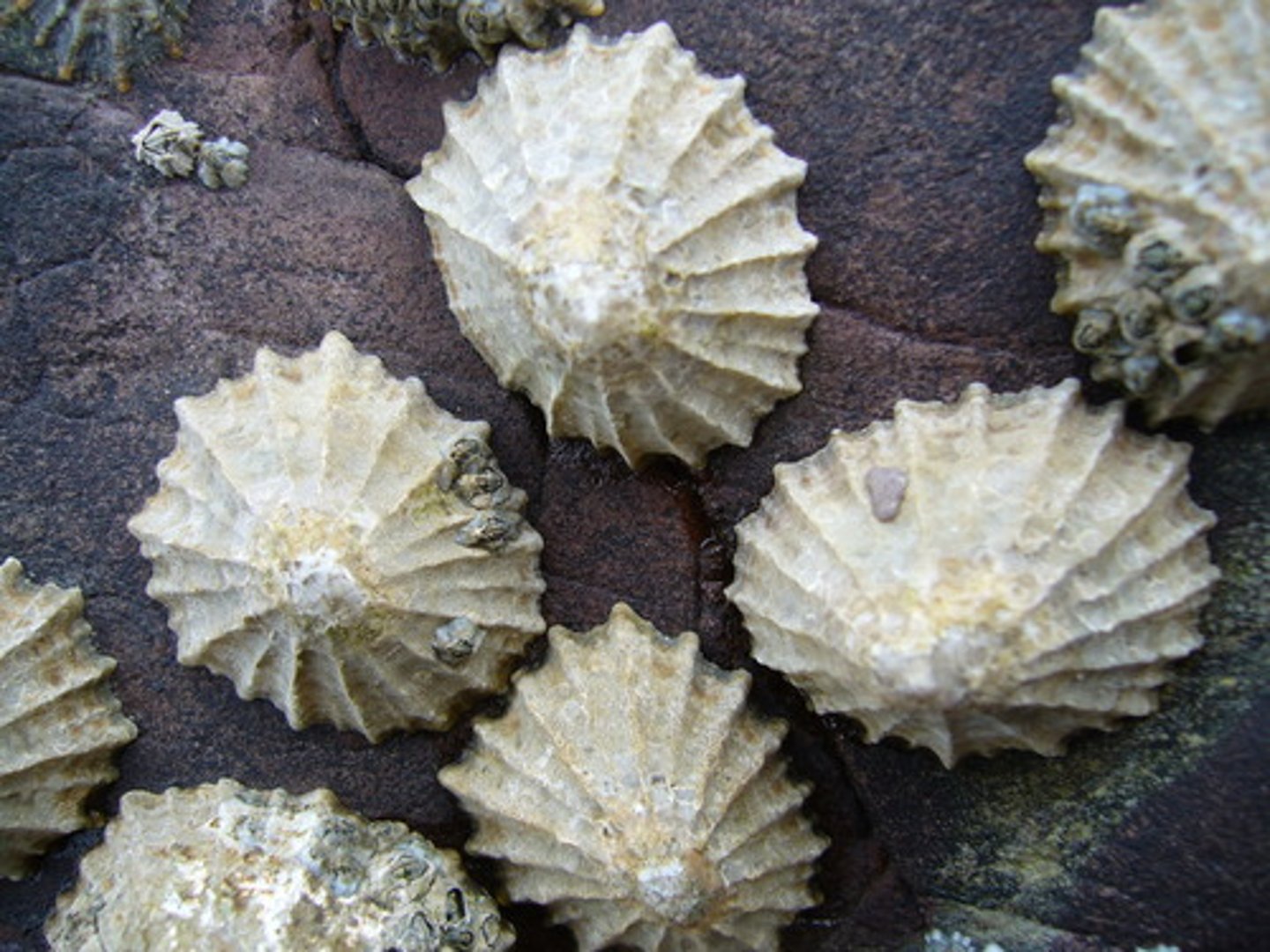 <p>true limpets</p>