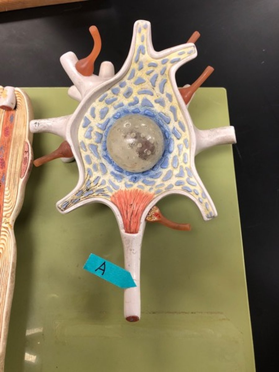 <p>Identify this structure</p>