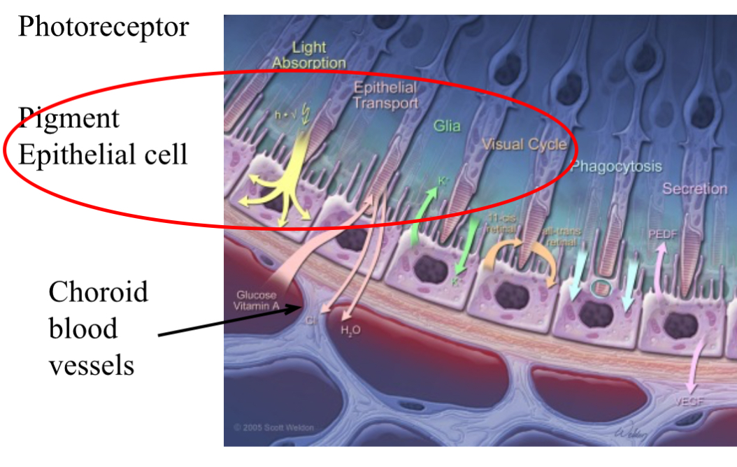 <p>Oxygen diffuses into photoreceptors from the choroid capillaries. Through layer of cells known as pigment epithelial cells </p>