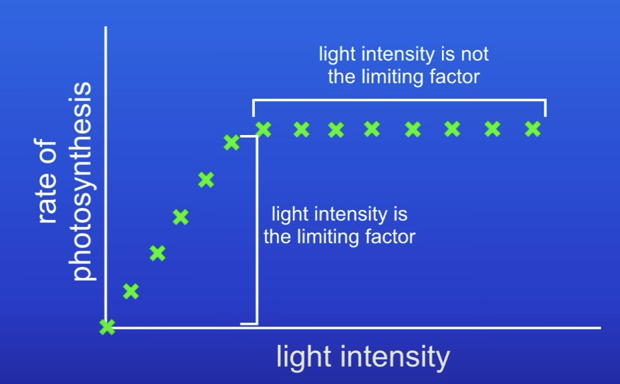 <p>What is shown at the point where LI increases but the rate of PS doesn’t (it levels of)?</p>