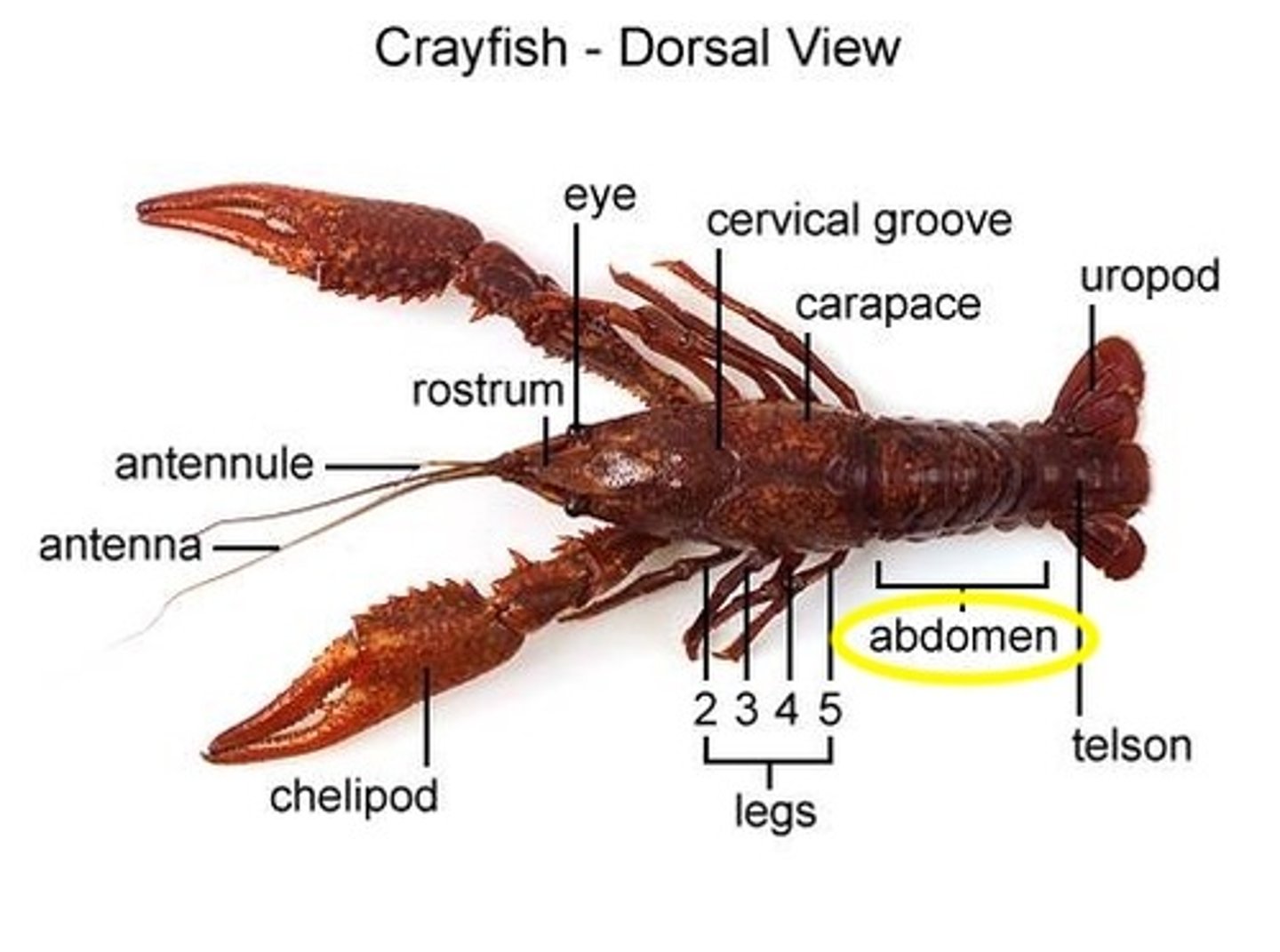<p>the multi-segmented posterior region of the crayfish used to swim backwards.</p>