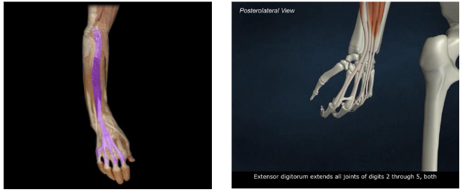 <p>Action: Wrist extension and extension of interphalangeal joints of the second through fifth phalanges</p>