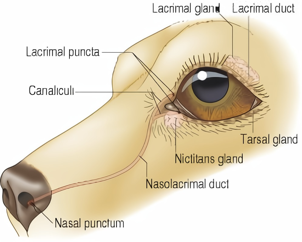 <p>Secretions of the <strong>lacrimal gland</strong> (via nasolacrimal duct) and the <strong>lateral nasal glands</strong></p><ul><li><p>Lateral nasal glands are found in mucosa in a DEPRESSION of the maxillary bone</p></li></ul><p></p>