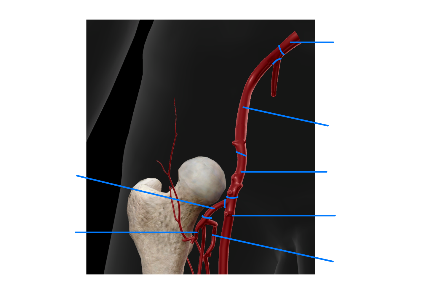 <p><span>Main blood supply to femoral head and neck pathway starting from common illiac artery</span></p>