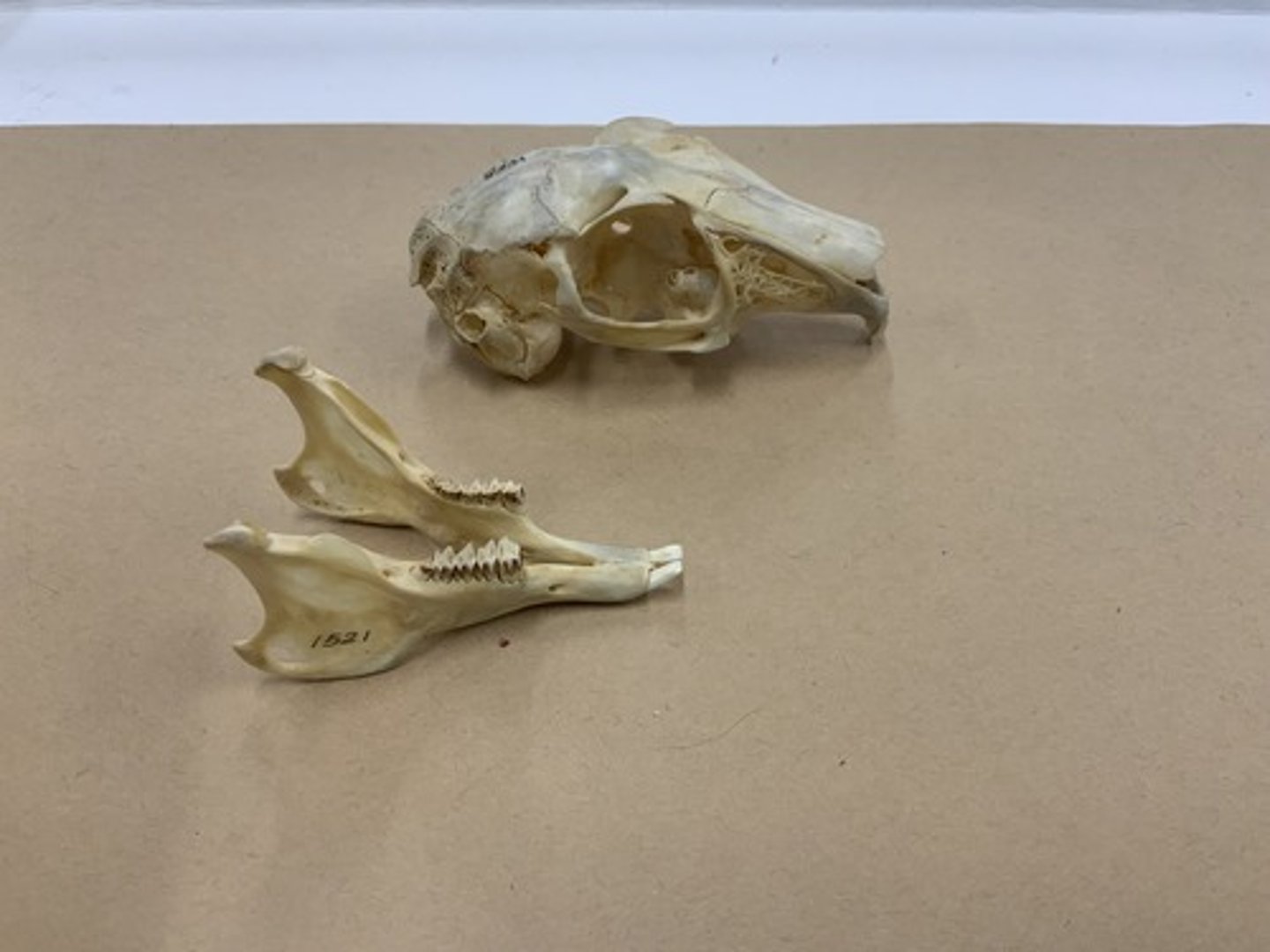 <p>Family, Order, Infraclass, Subclass</p><p>-2nd I peg-like, behind main I</p><p>-fan-shaped postorbital process of frontal bone</p><p>-major perforations in maxilla</p>
