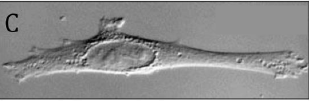 <p>Enhances contrast in unstained, transparent samples by using polarized light and optical path length differences to create a three dimensional look</p>