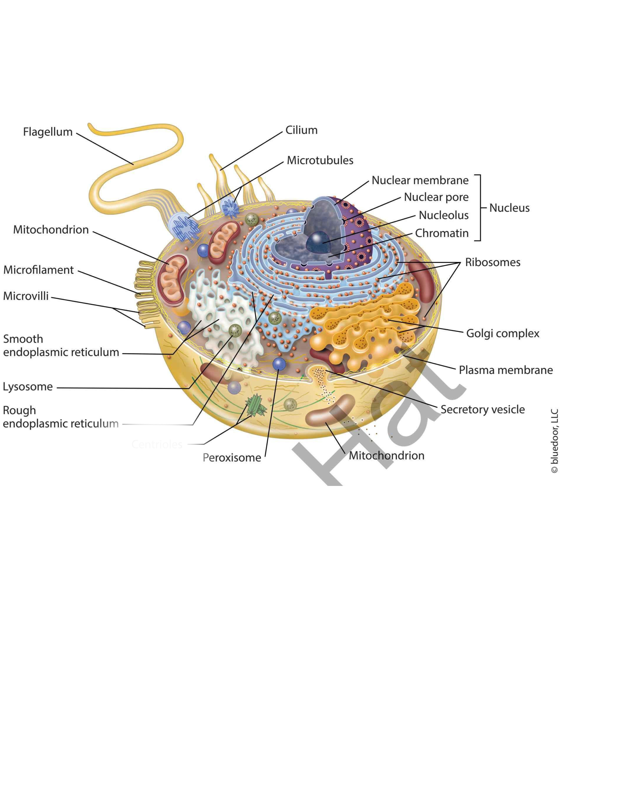 term image