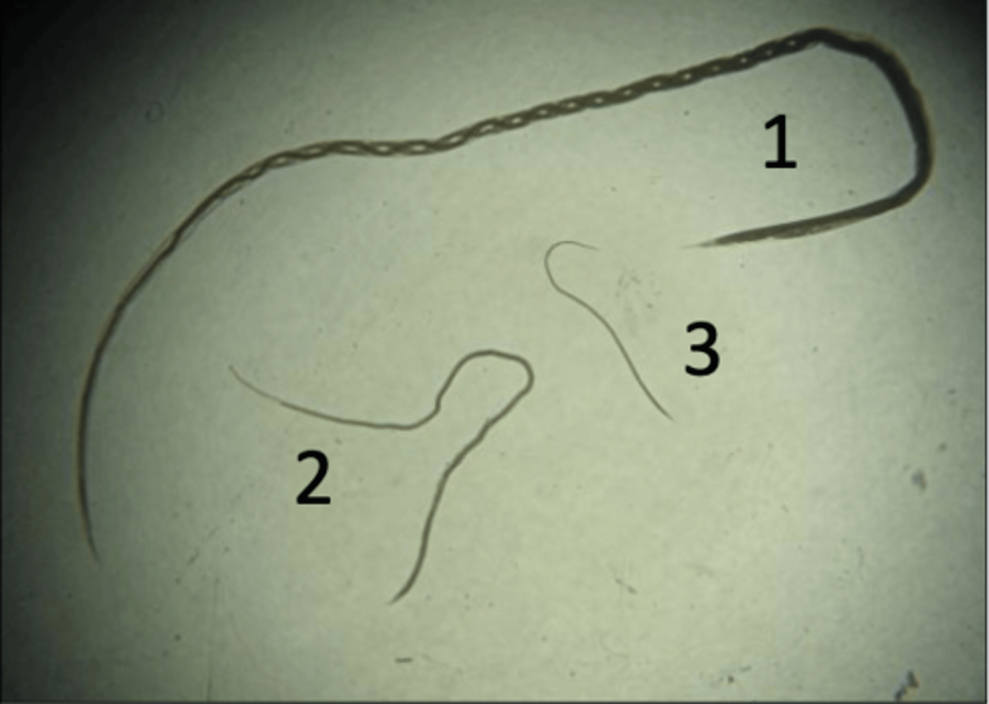 <p>List the 3 worms and their relative sizes - they are GI nematodes of cattle</p>