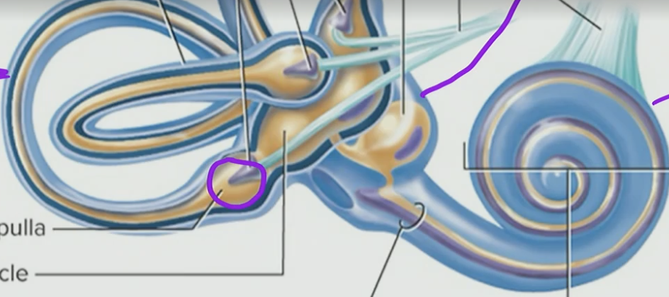 <p>Hair Cells Found in</p>