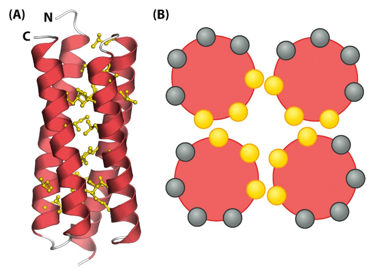 <p>hydrophobic core</p>