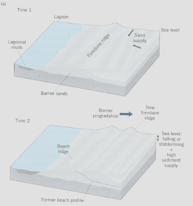 <p><span>Barrier is moving forward(away from the land), or ‘prograding’, over time. </span>Occurs when there is abundant sediment supply.</p>