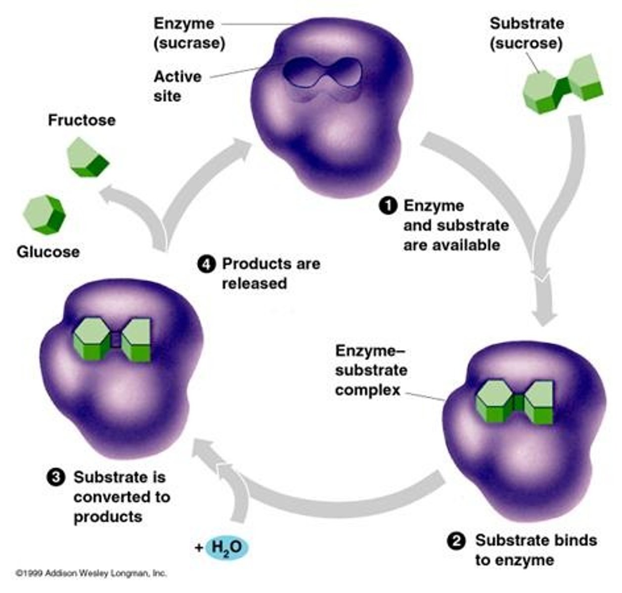 <p>describes how enzymes change shape to better attach to a substrate.</p>