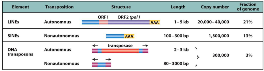 <p>LINEs, SINEs, DNA transposons</p>