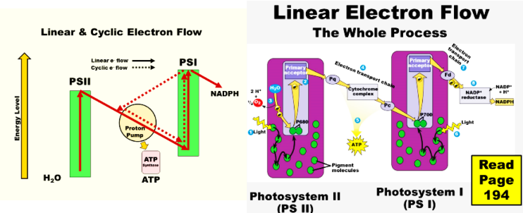 <p> second photosystem in the pathway of linear electron flow.</p>