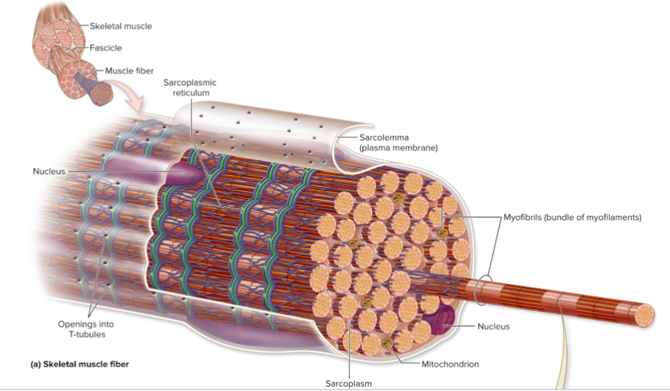 <p>-sarcolemma = outside membrane of fiber → holes go into T-tubules</p><p>-T-tubules = shown as the teal lines</p><p>-sarcoplasmic reticulum = shown as blue net. stores Ca.</p><p>**when you get an AP, it flows along the sarcolemma until it goes into one of the holes into the T-tubules → lead to depolarization, Ca release, muscle contraction</p>