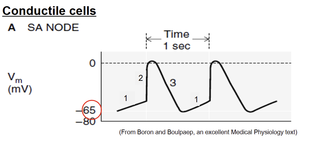 <p><strong>Phase 1: Pacemaker potential (no resting membrane pot)</strong></p><ul><li><p><strong>Na+ leak channels are always open</strong> (rather than chemically gated channels → continuous increase of membrane potential)</p></li><li><p>Voltage gated channels closed</p></li><li><p>upward drift of membrane potential</p></li><li><p>no resting membrane potential → always gradually increasing → -65mV minimum</p></li></ul><p></p><p><strong>Phase 2: depolarization</strong></p><ul><li><p><strong>threshold = -40mV</strong></p></li><li><p><strong>voltage gated Ca<sup>2+</sup> channels open</strong> → large influx of Ca<sup>2+ </sup>→ membrane potential spikes</p></li><li><p>Ca2+ plays role in contraction too → bind to troponin to move tropomyosin</p></li></ul><p></p><p><strong>Phase 3 - repolarization</strong></p><ul><li><p>voltage gated Ca<sup>2+ </sup>channels close → stop Ca<sup>2+</sup> influx</p></li><li><p>Voltage Gated K<sup>+</sup> channels open → K+ leaves cell</p></li><li><p>membrane potential decreases until -65 mV → start to gradually increase again</p></li><li><p>Ca2+ diffuse out gap junction→ neighboring atrial internodal fibers and contractile cells</p></li></ul><p></p><p></p>