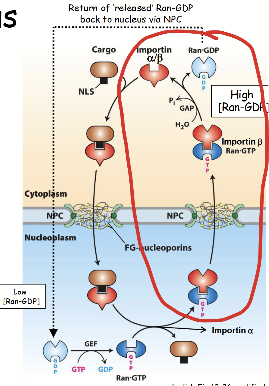 <ul><li><p><strong>Ran-GTP bound importin β subunit</strong> moves back to <u>cytoplasm</u> due to [Ran-GTP] gradient.</p><ul><li><p>[Ran-GTP]<sub>nucleus</sub> &gt; [Ran-GTP]<sub>cytoplasm</sub></p></li></ul></li><li><p>In cytoplasm, GTP on Ran-GTP is hydrozyled via accessory protein GAP.</p><ul><li><p>Ran-GDP released from importin β.</p></li></ul></li><li><p>Importin β used for another round of nuclear protein import.</p></li><li><p><strong><em><u>Fate of importin α in the nucleus? Cargo proteins exported out of nucleus?</u></em></strong></p></li></ul><p></p>