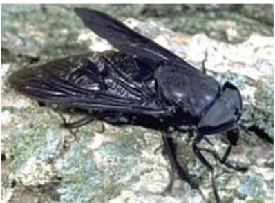 <p>Class 4-pollution tolerant</p>