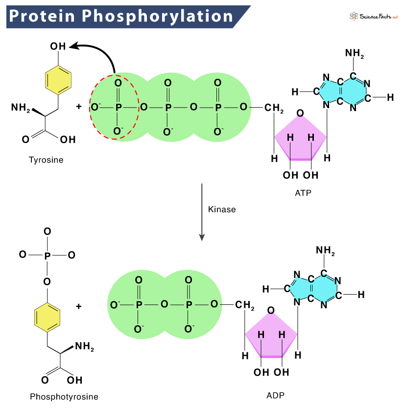 <p>A type of conjugated protein where a protein molecules is combined with a phosphorus-containing substance other than a nucleic acid. Phosphate group is covalently bonded through phosphorylation</p><ul><li><p>Ex: casein in milk</p></li></ul><p></p>