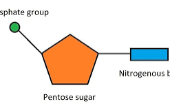<p>Pentose (5-carbon sugar), a nitrogenous organic base and a phosphate group.</p>