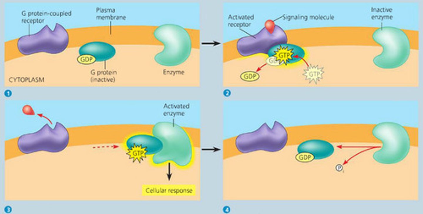<p>G-protein coupled receptor, ligand-gated ion channels, steroid hormones (dissolved across plasma membrane, intracellular receptor)</p>
