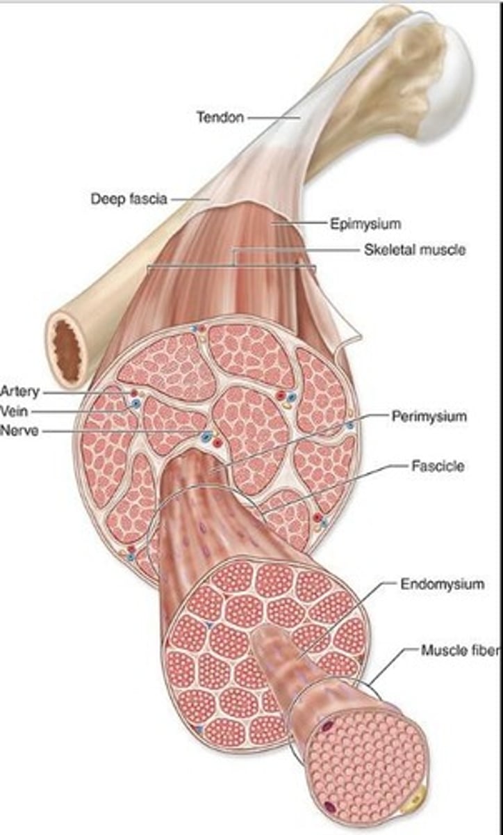 <p>What is the thin tissue surrounding muscle fascicles.</p>