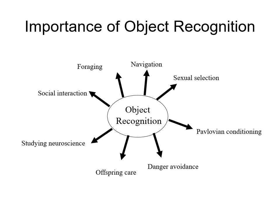 <p><mark data-color="rgba(0, 0, 0, 0)" style="background-color: rgba(0, 0, 0, 0); color: inherit;">essential for perceiving, navigating, and interacting with the environment by identifying and categorizing objects from sensory input</mark><span><span>. It is crucial for survival, allowing humans and animals to distinguish between, for example, threats and useful tools, while also serving as a foundation for cognitive processes like memory, reasoning, and language.&nbsp;</span></span></p>