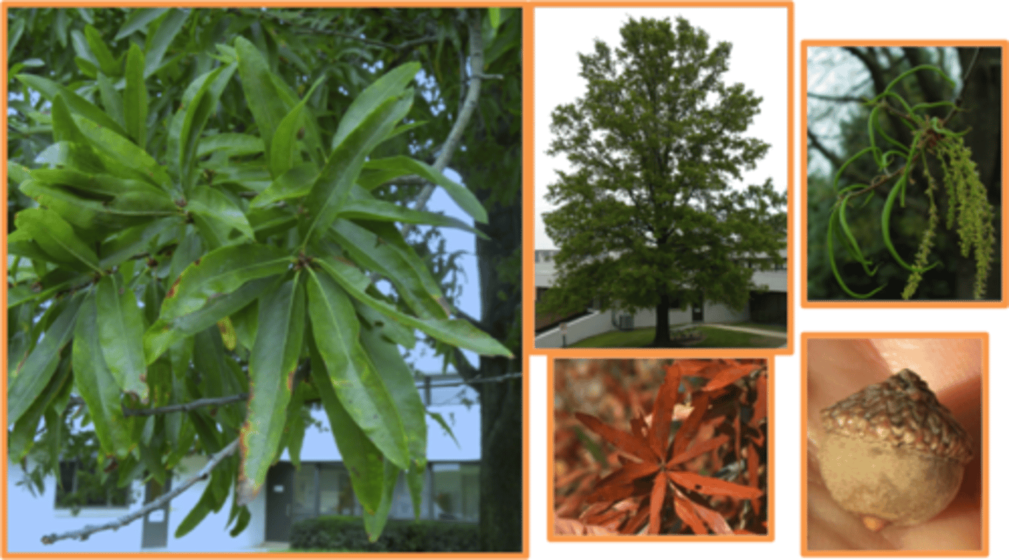 <p>A medium-sized deciduous tree with relatively long, entire-edged green (on one side, pale on the other) simple leaves (5-12 cm).</p>