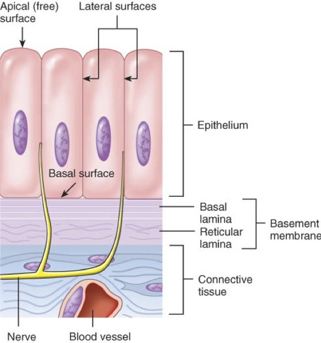 <p>what is the epithelial surface?</p>