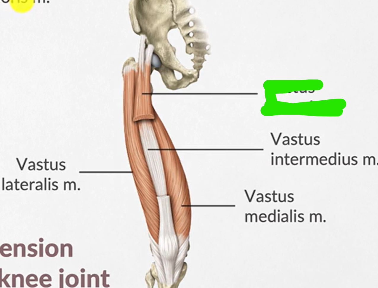 term image