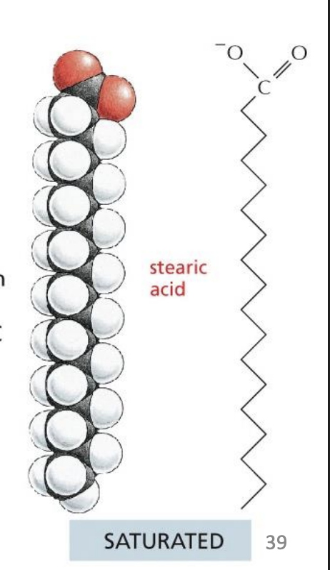 <p>No double bonds</p><p></p><p></p>