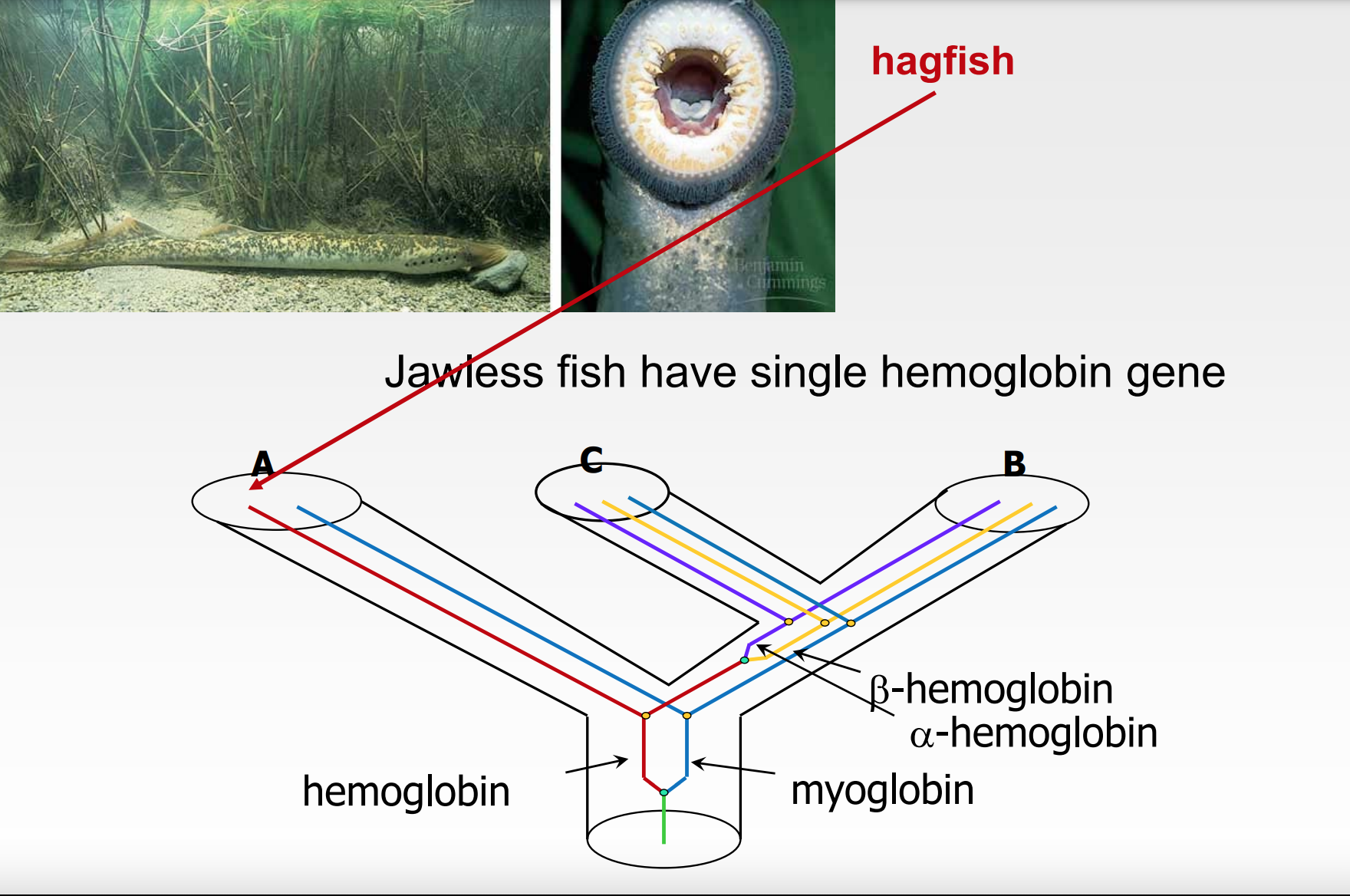* lineage that ==never== had a ==duplication event== in the hemoglobin
* no alpha or beta hemoglobin
* red line only 