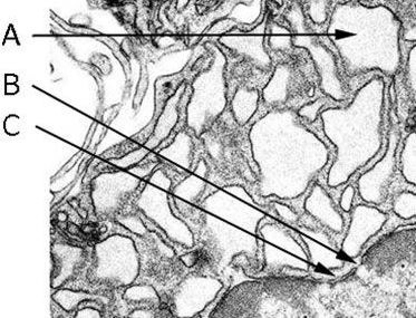 <p>A. The intracisternal space of the RER</p><p>B. A nuclear pore</p><p>C. The double membrane of the nuclear envelope</p>