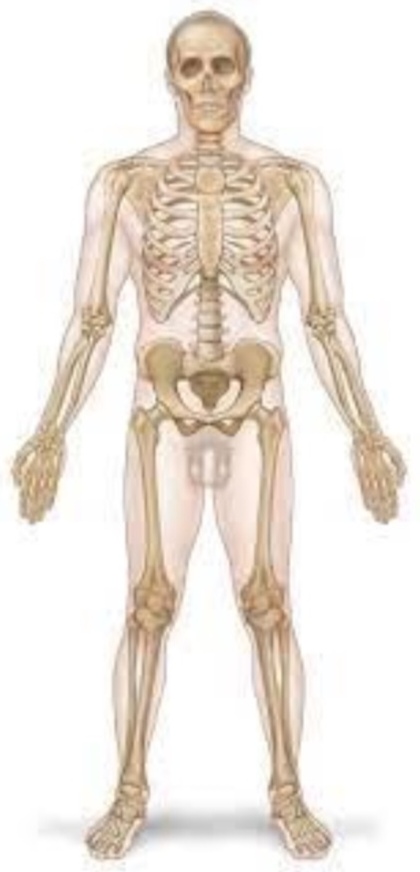 <p>The knee is ___ to the leg.</p>